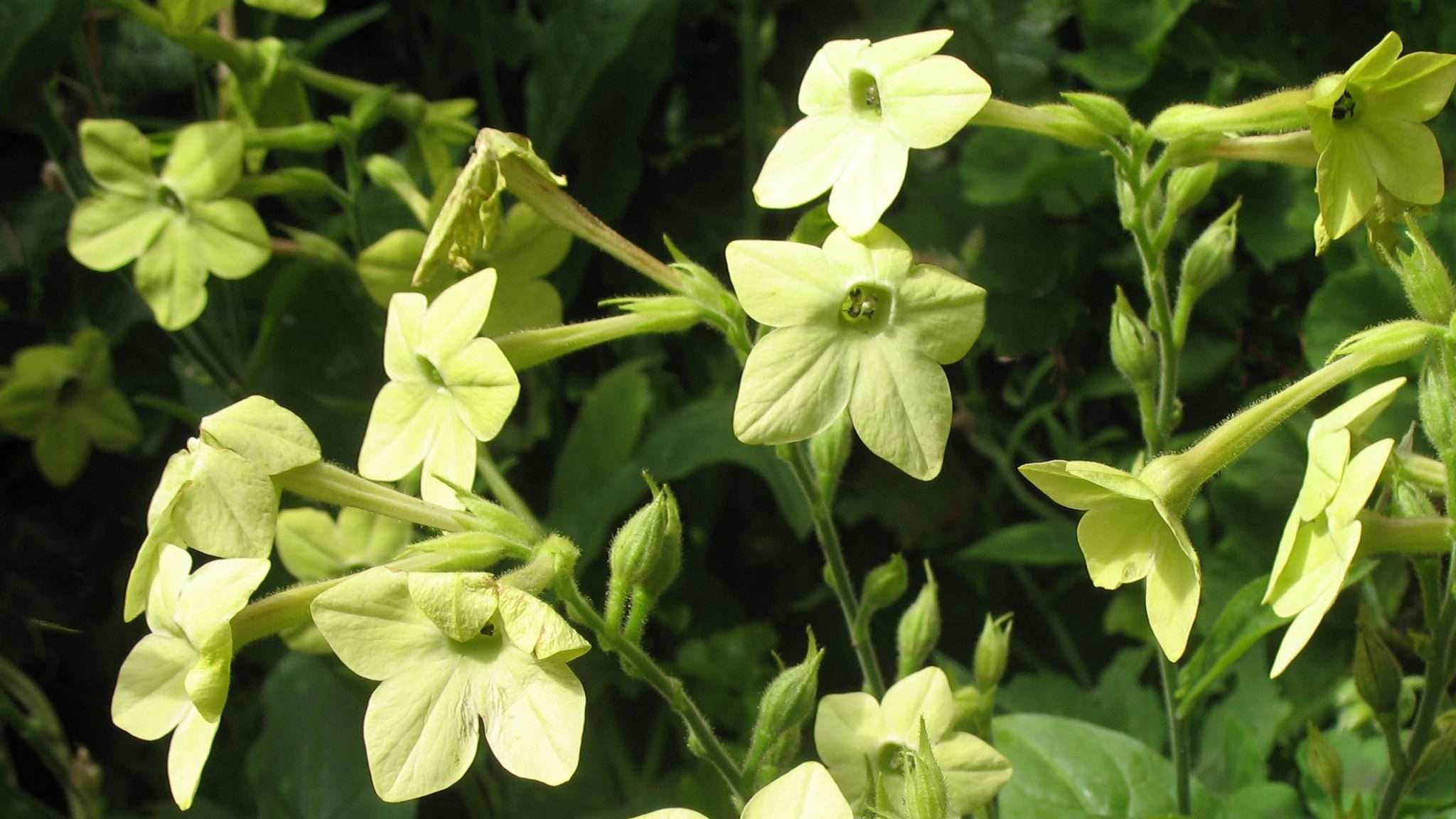 Nicotiana