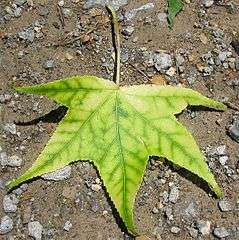 chlorotic leaf