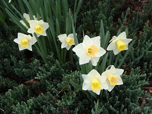 April daffodils