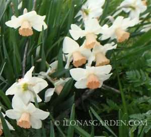 pink daffodils