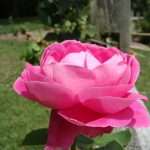 heirloom rose