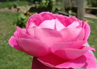 heirloom rose