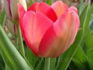 Tulipa 'Renown' has returned well for several years.