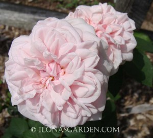 pink heirloom