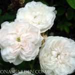 antique rose