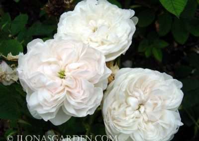 antique rose