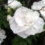 The rose in bloom