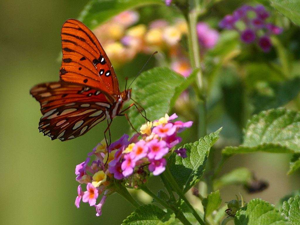 lantana