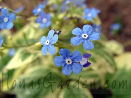 brunnera
