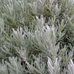 Lavender Foliage