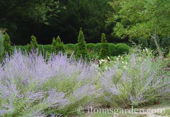 Drift of Russian Sage