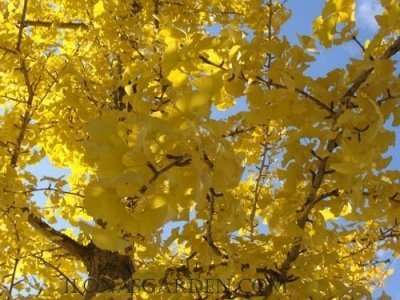 Gingko Foliage