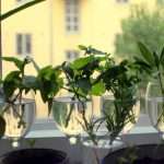 herb plant cuttings