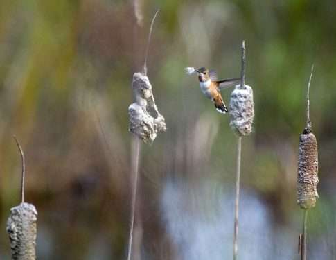 nesting material