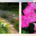 fragrant plants