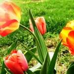 darwin tulips