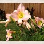 Catherine Woodbery daylily