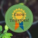 Tomato seedlings