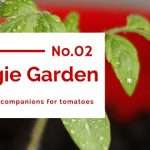 tomato companion plants