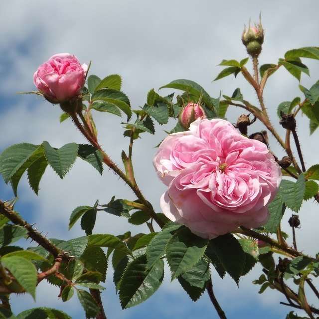 alba rose Photo © Robin Stott (cc-by-sa/2.0)