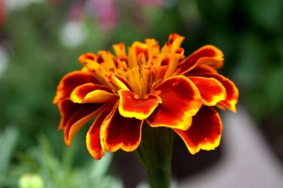 French Marigold brightens the vegetable garden