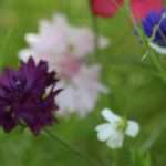 Cornflowers, or Bachelor Buttons