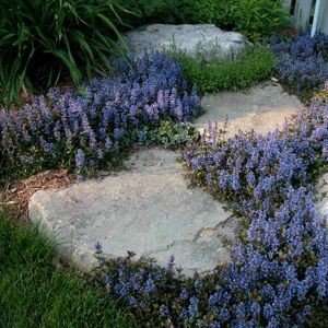 chocolate_chip_ajuga-1.jpg