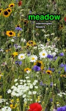 meadow of intermingled flowers