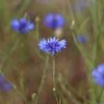 cornflower
