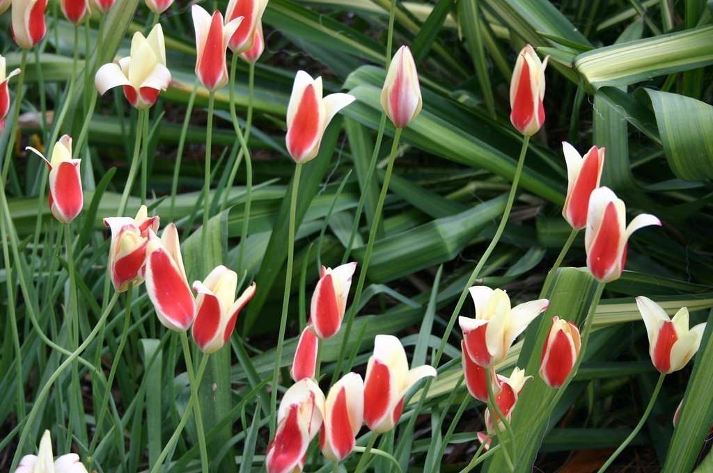 botanical tulips