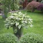 potted plants of perennial hosta and Japanese maples