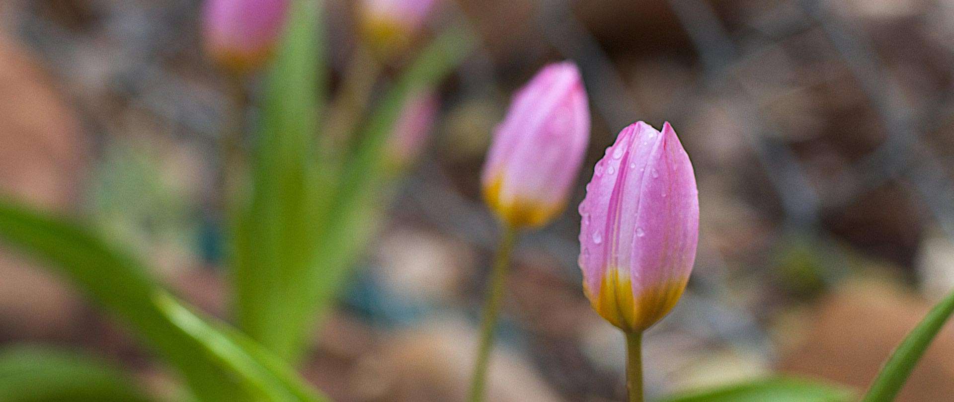 wild tulips