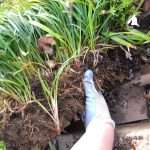 dividing perennials