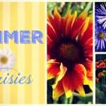 summer daisies