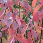 Autumn leaves of Cornus alba