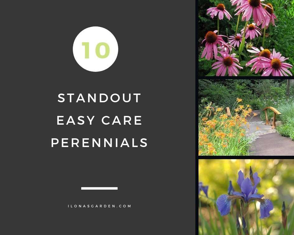 Top 10 Easy Perennial