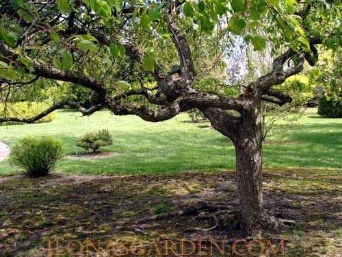 Tree and shrubs in Dawes Arboretum