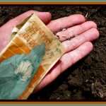 planting seeds