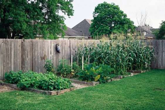 backyard vegetable garden