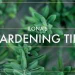 gardening tips