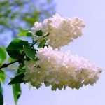 lilac shrubs
