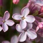 lilac flower petals