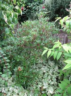 Mountain Pepper bush in garden