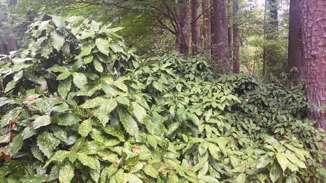 Acuba bushes in the landscape.