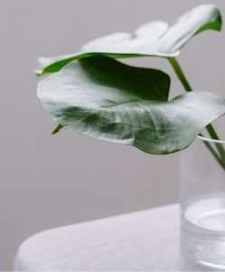 leaves