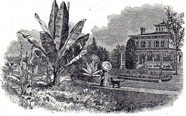 Banana-Plant-Specimen