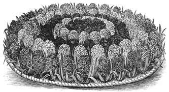 Victorian bedding out of bulbs