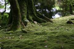 mossy tree base