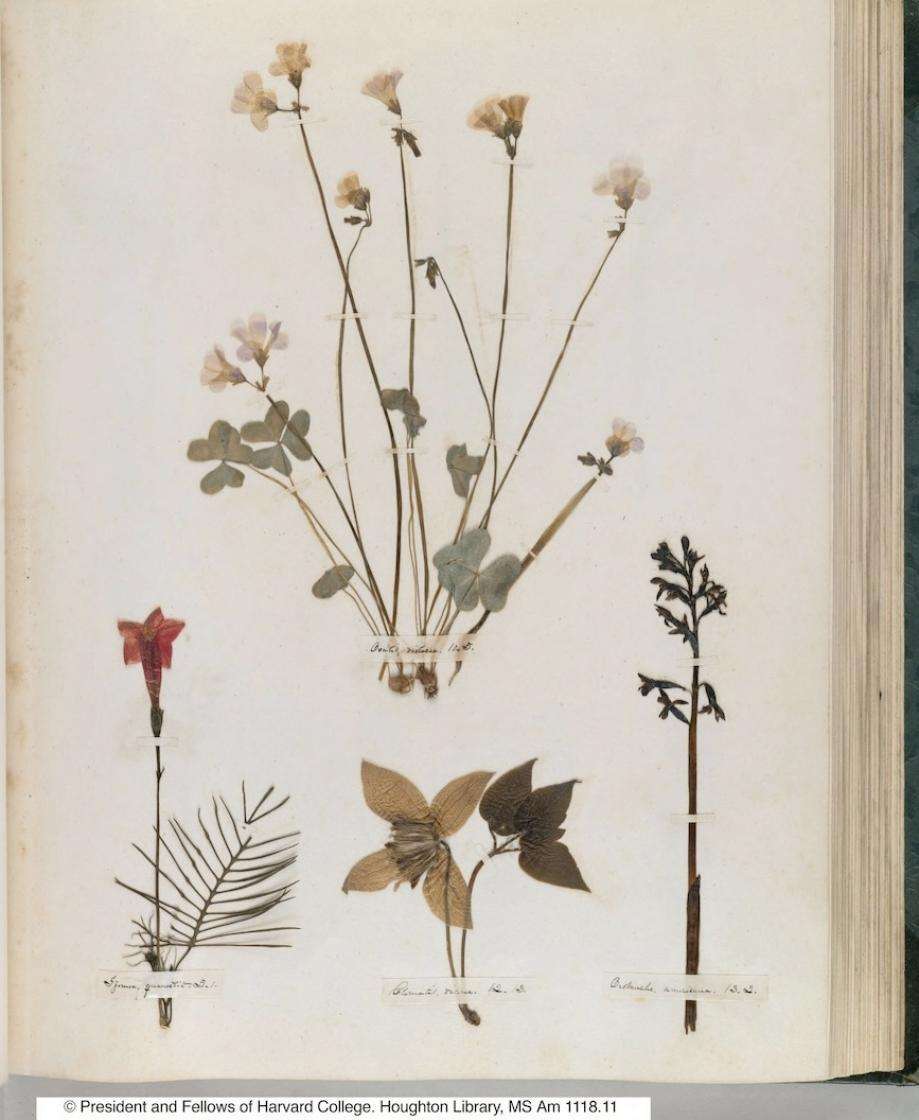 page from Emily Dickinson's herbarium