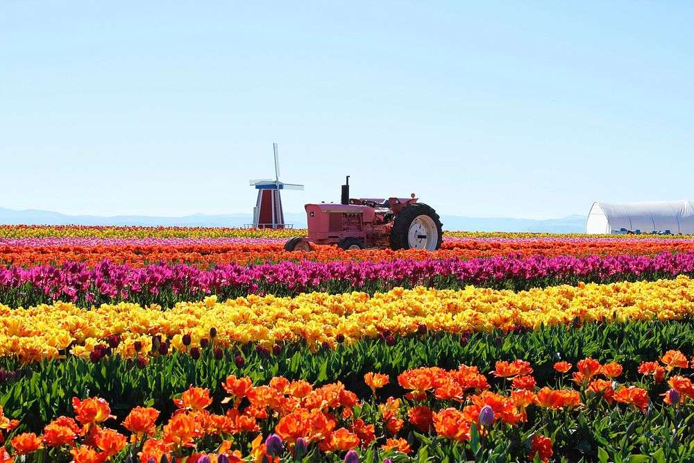 Holland bulb fields